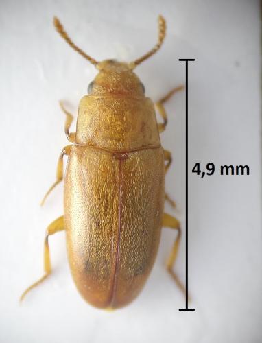 Antherophagus pallens